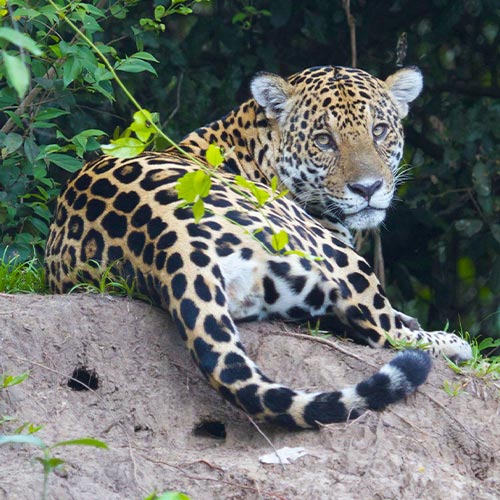 Jaguar in the South Pantanal